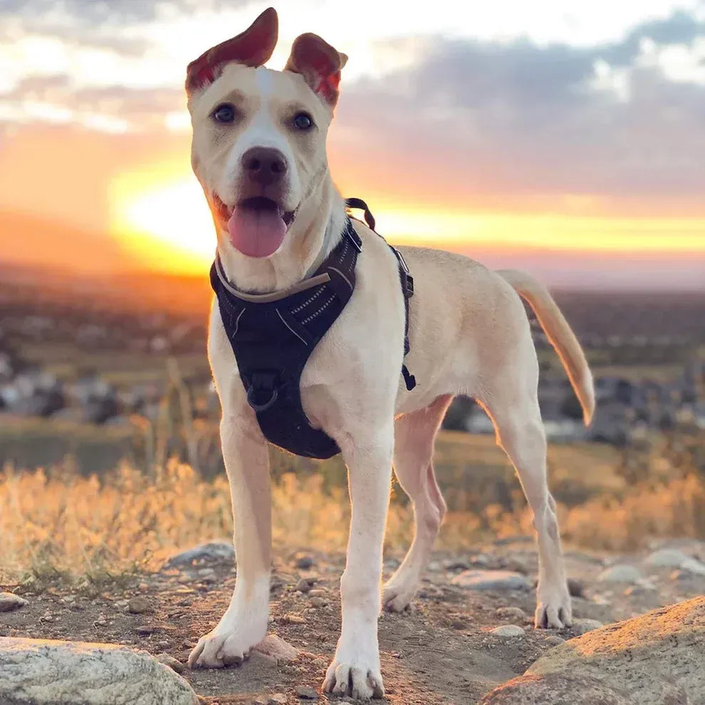Anti-Pull Dog Harness